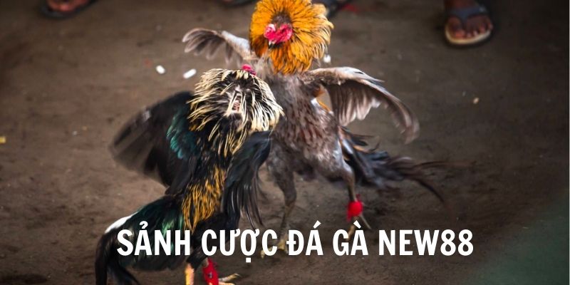 Sảnh đá gà NEW88 cực kỳ hấp dẫn thu hút nhiều người tham gia