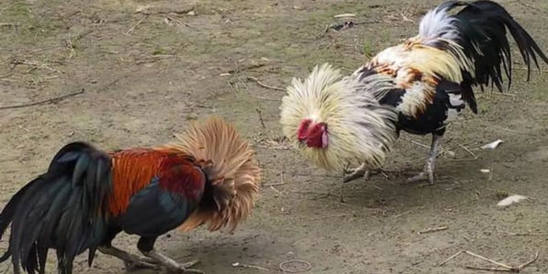 Hãy áp dụng mẹo hay khi chơi đá gà ăn tiền