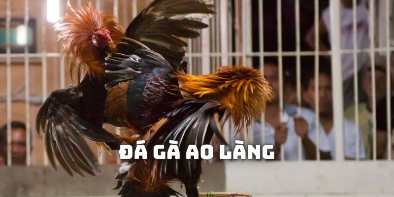 Tìm hiểu về đá gà ao làng là gì?